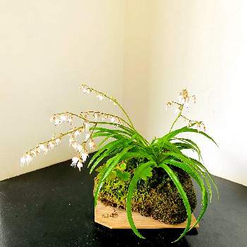 斑入りオオハンゲ ガーデン倶楽部 楽天ブログ