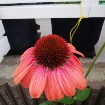 エキナセア プルプレアの投稿画像一覧 Greensnap グリーンスナップ