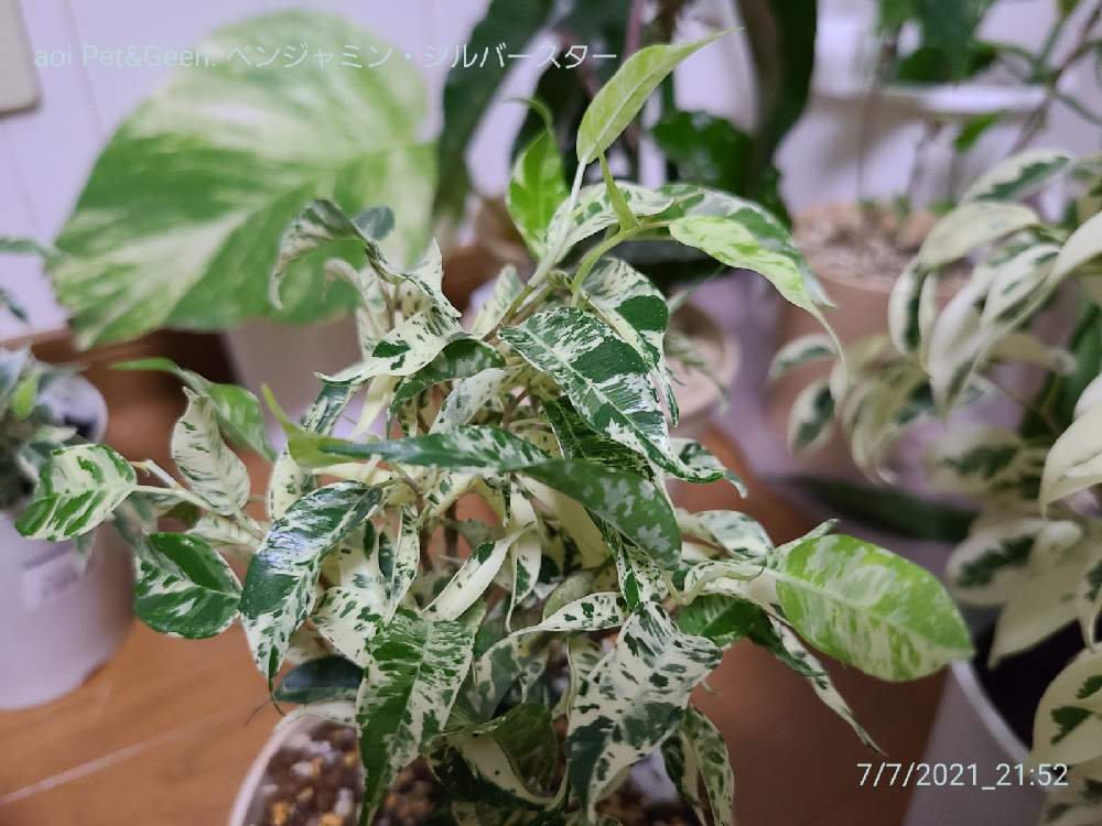 ベンジャミン シルバースターの投稿画像 By あおい32さん 観葉植物と千葉県と斑入り と斑入り愛好家とフイラー 21月7月8日 Greensnap グリーンスナップ