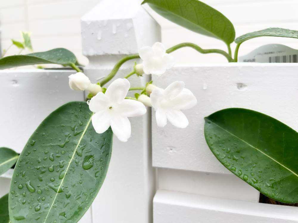 マダガスカルジャスミンの成長記録 Greensnap グリーンスナップ