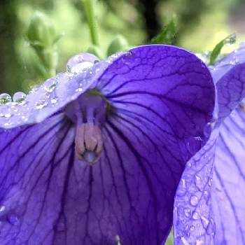 キキョウ✽の画像 by 秋草さん | 広い庭とキキョウとあまつぶと雫・雨粒✽とむらさきのはなと紫の花とキキョウ✽とグリーンアクセサリー♪