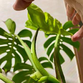 モンステラデリシオーサコンパクタの投稿画像一覧 Greensnap グリーンスナップ