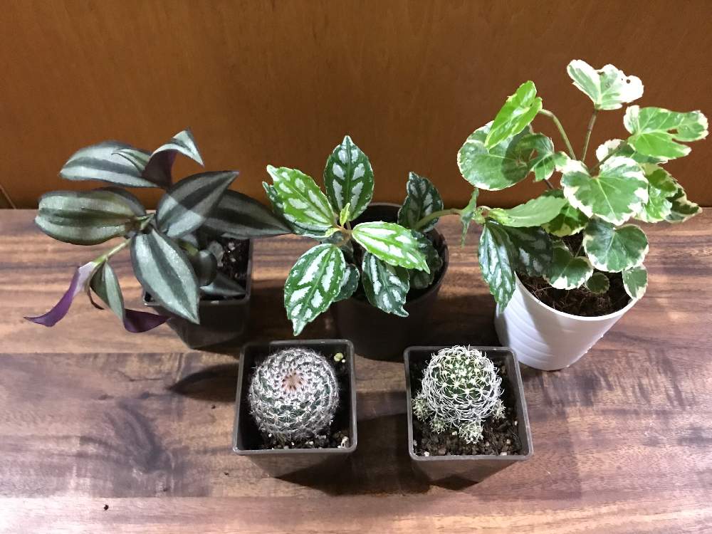 ピレアの投稿画像 By 100kin Plantsさん ポリシャスとトラディス カンティアと多肉植物とみどりのある暮らしと観葉植物とダイソーサボテンと 100均とダイソー多肉とダイソーと100均多肉とおうち園芸と相談と多肉植物とサボテンとガーデニング初心者と100均観葉植物と観葉 ピレアの投稿画像 By 100kin Plantsさん ポリシャスとトラディス カンティアと多肉植物とみどりのある暮らしと観葉植物とダイソーサボテンと 100均とダイソー多肉とダイソーと100均多肉とおうち園芸と相談と多肉植物とサボテンとガーデニング初心者と100均観葉植物と観葉