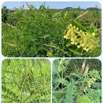 クララの花の投稿画像一覧 Greensnap グリーンスナップ