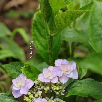 アジサイ おはようの投稿画像一覧 Greensnap グリーンスナップ