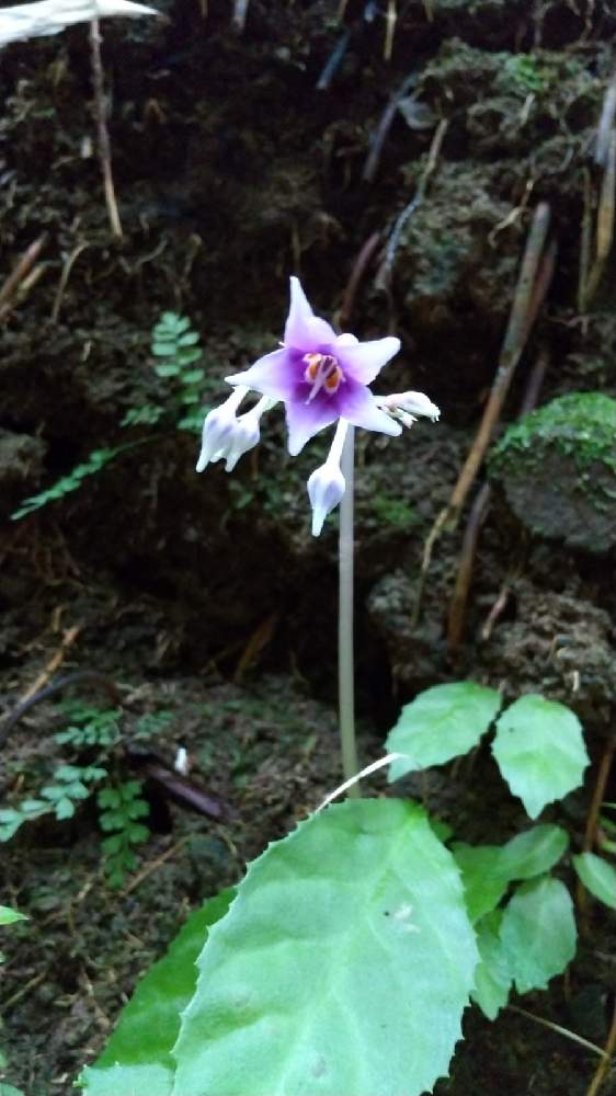 イワタバコの投稿画像 By お伽草詩さん 風通しの良い場所と斜面に咲くとほぼ日陰と山野草と魅力的と開けた場所とお散歩と小さな花と沢沿いと一輪だけと白に紫の花 21月7月9日 Greensnap グリーンスナップ