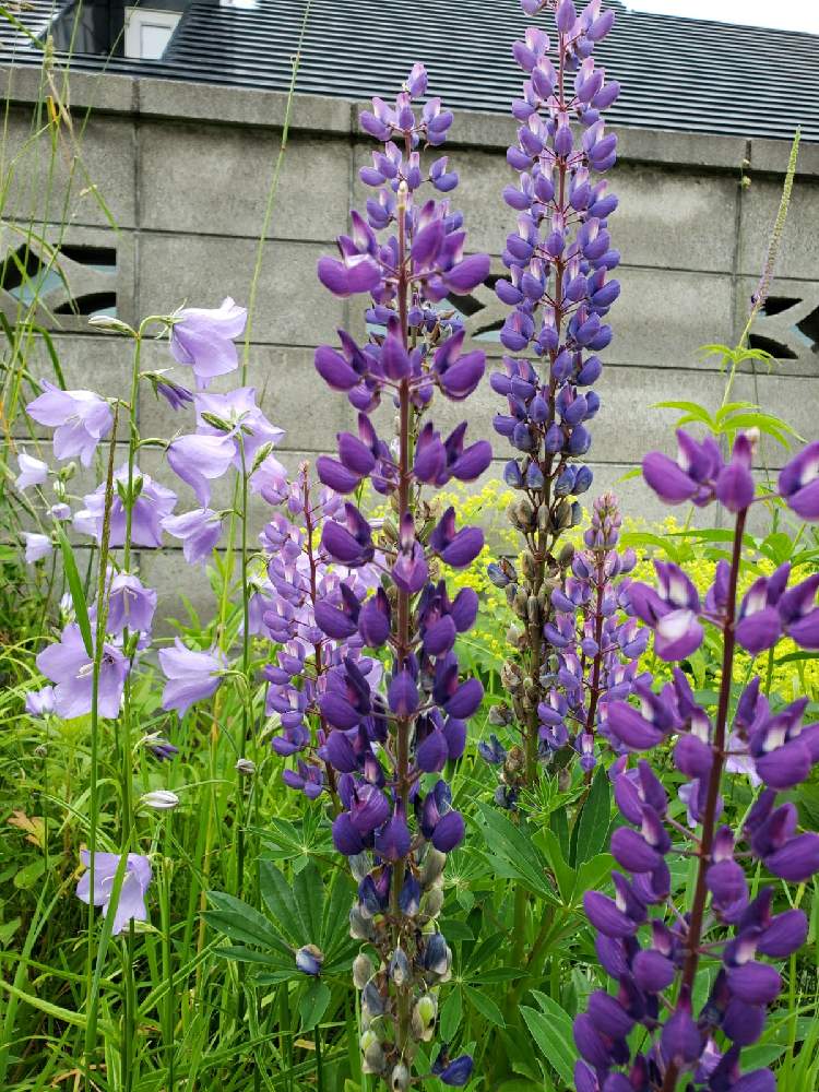 ルピナスの投稿画像 By ひばり子さん モモバキキョウと耐寒性宿根草とおうち園芸と植えっぱなしとこぼれ種と北海道と我が家の汚庭 21月7月9日 Greensnap グリーンスナップ