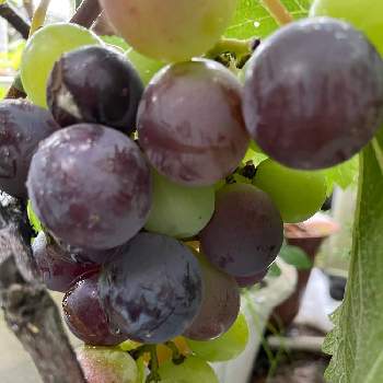 食べられる実の投稿画像一覧 Greensnap グリーンスナップ