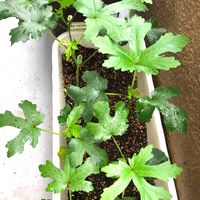 オクラ,種まきっ子,夏野菜,ベランダ菜園,オクラ栽培の画像