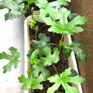 オクラ,種まきっ子,夏野菜,ベランダ菜園,オクラ栽培の画像