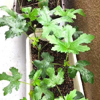 オクラ,オクラ(丈が小さい種類)の画像