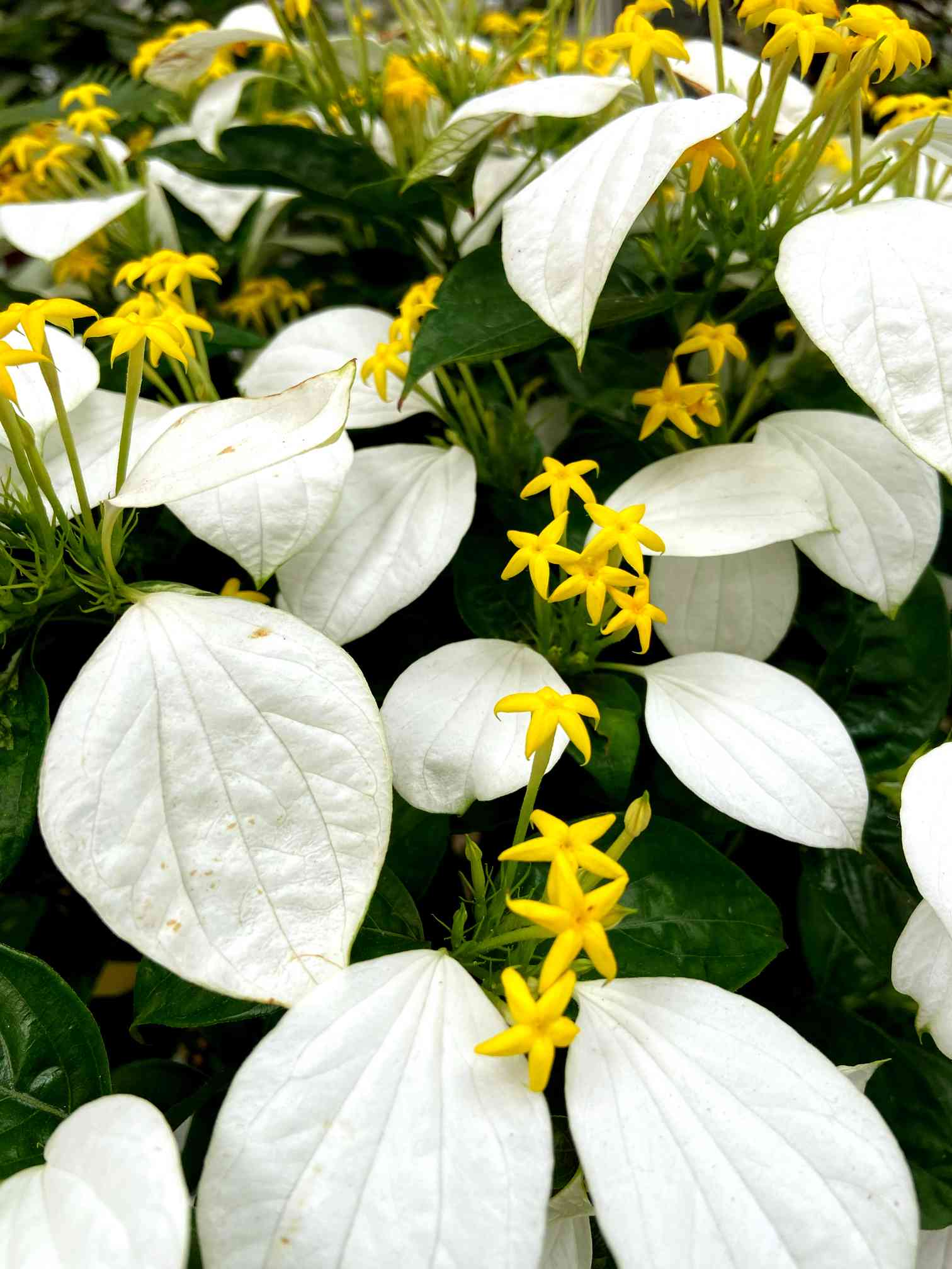 コンロンカの投稿画像 by ビビマロンさん｜白い花とお出かけ先と黄色の