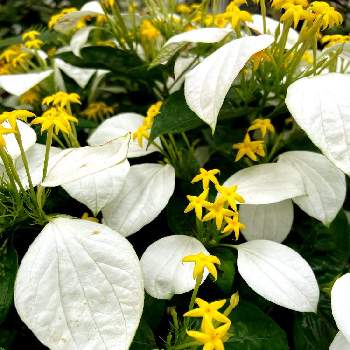 コンロンカ（ハンカチの花）の画像 by ビビマロンさん | お出かけ先とコンロンカとコンロンカ（ハンカチの花）と白い花と黄色の花と白いお花と黄色のお花