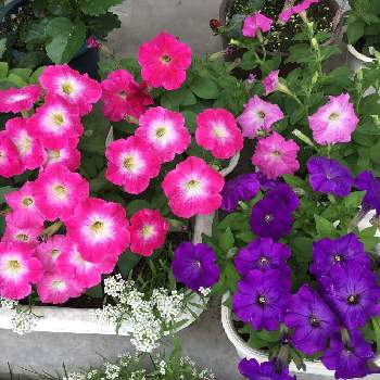 モリモリ計画の画像 by うみ☆さん | 小さな庭とペチュニアとハナコとデビル★とミーナとピンクフリル❤︎とマルモリ作戦とムラサキの花とピンクの花とモリモリ計画とPKD48と初夏のお花とこぼれダネ