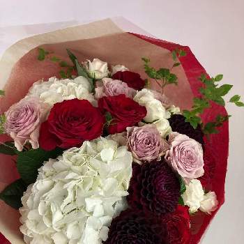 バラ プラムマリーの投稿画像一覧 Greensnap グリーンスナップ