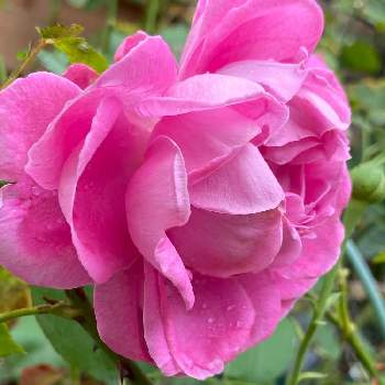 ポールネイロンの画像 by なおさん | 小さな庭とポールネイロンと植物愛がとまらないとよろしくお願いしますとばら バラ 薔薇とピンクの花と薔薇に魅せられてとマイガーデンとピンク❤︎ピンクと大好きと小さな花壇とおうち園芸と植中毒と金曜ローズショーと可愛いとガーデニングとバラが好きと花のある暮らしとバラ・ミニバラと小庭とバラを楽しむとバラ・オールドローズ