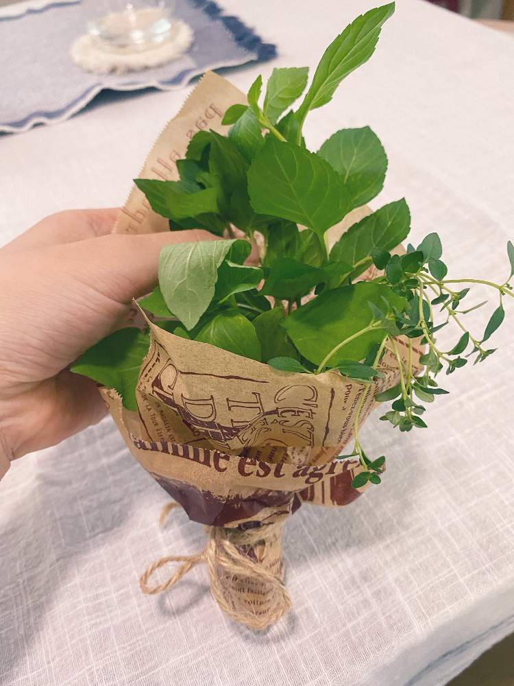 レモンタイムの投稿画像 By まっきーさん レモンバジルとチョコレートミントとハーブと植物のある暮らしとハーブのある暮らし 21月7月9日 Greensnap グリーンスナップ