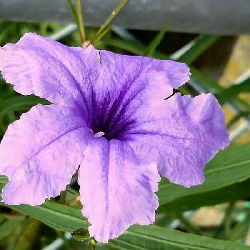 ヤナギバルイラソウの花の画像 by Yしのぶさん | お出かけ先とヤナギバルイラソウの花と遊歩道脇の花と紫の花好きと綺麗✨と紫の花