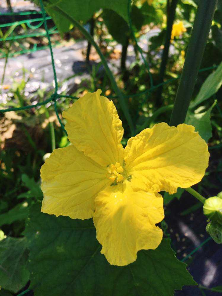 ヘチマの成長記録 Greensnap グリーンスナップ