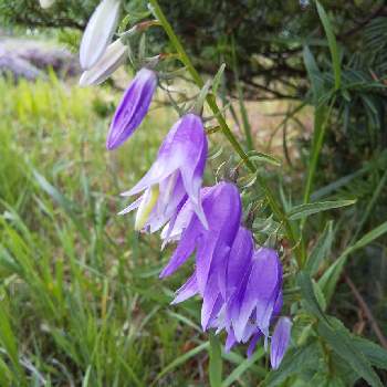 カンパニュラ ラプンクロイデスの投稿画像一覧 Greensnap グリーンスナップ