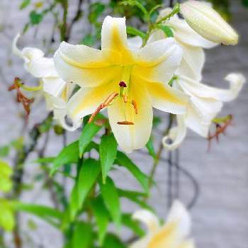 コンカドールの画像 by dahliaさん | 小さな庭とコンカドールとガーデンと初夏の庭と庭のある暮らしと花好きとガーデニングと花のある暮らしといやされる