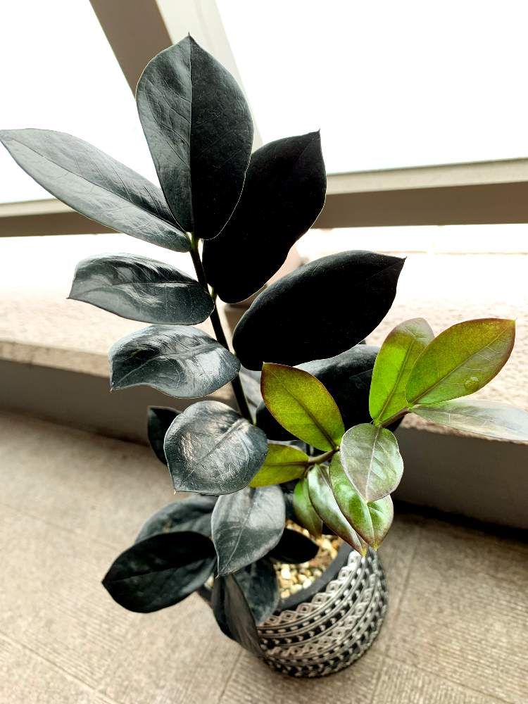 ザミオクルカス レイヴンの投稿画像 By Naolodさん 黒葉とtargetplantsとザミオクルカス レイヴンとザミオクルカス ザミフォーリア レイヴン 21月7月9日 Greensnap グリーンスナップ