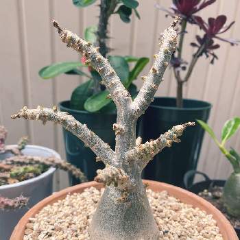 アデニウム ソマレンセの投稿画像一覧 Greensnap グリーンスナップ