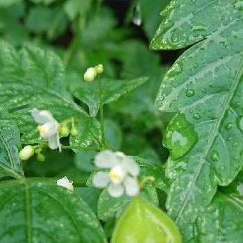 フウセンカズラ の投稿画像一覧 Greensnap グリーンスナップ