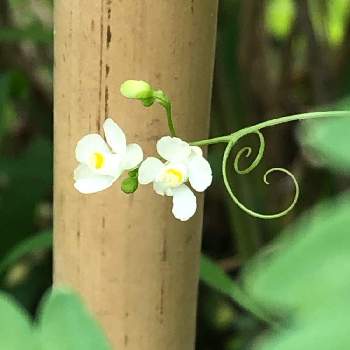 フウセンカズラ の投稿画像一覧 Greensnap グリーンスナップ