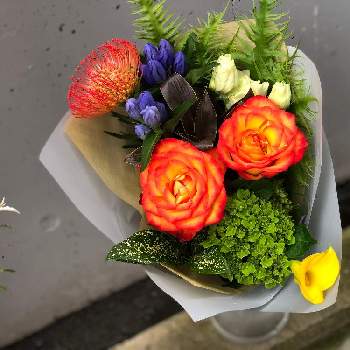 りんどう いわてゆめあおいの投稿画像一覧 Greensnap グリーンスナップ