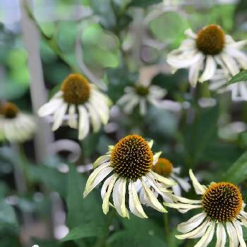 エキナセア パープレア アルバの投稿画像一覧 Greensnap グリーンスナップ