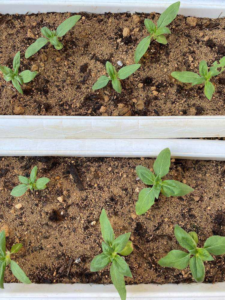 スモールひまわりちゃんズ ミニひまわり Greensnap グリーンスナップ