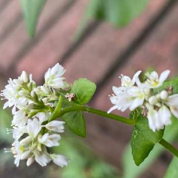 蕎麦の花の投稿画像一覧 Greensnap グリーンスナップ