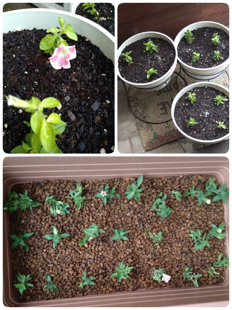 サフィニアアート ももいろハートの投稿画像 By みやさん サントリーサフィニアアートと美しい花と挿し芽から育てるとお気に入り と発根管理 21月7月9日 Greensnap グリーンスナップ