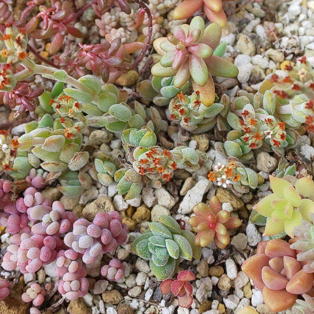 多肉植物 もりもりレモータ♡紅葉開始♪抜き苗 楽天市場】レモータ クラッスラ属 多肉植物 9cmポット観葉植物 雑貨