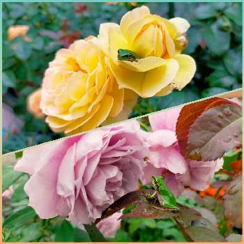 シャトードゥシュベルニーの画像 by ちけさん | 小さな庭とノヴァーリスとシャトードゥシュベルニーとばら バラ 薔薇とおうち園芸と梅雨と金曜ローズショーと癒しの花と花のある暮らしと花が好きとカエルと薔薇大好きとばらに魅せられてとかわいい❤