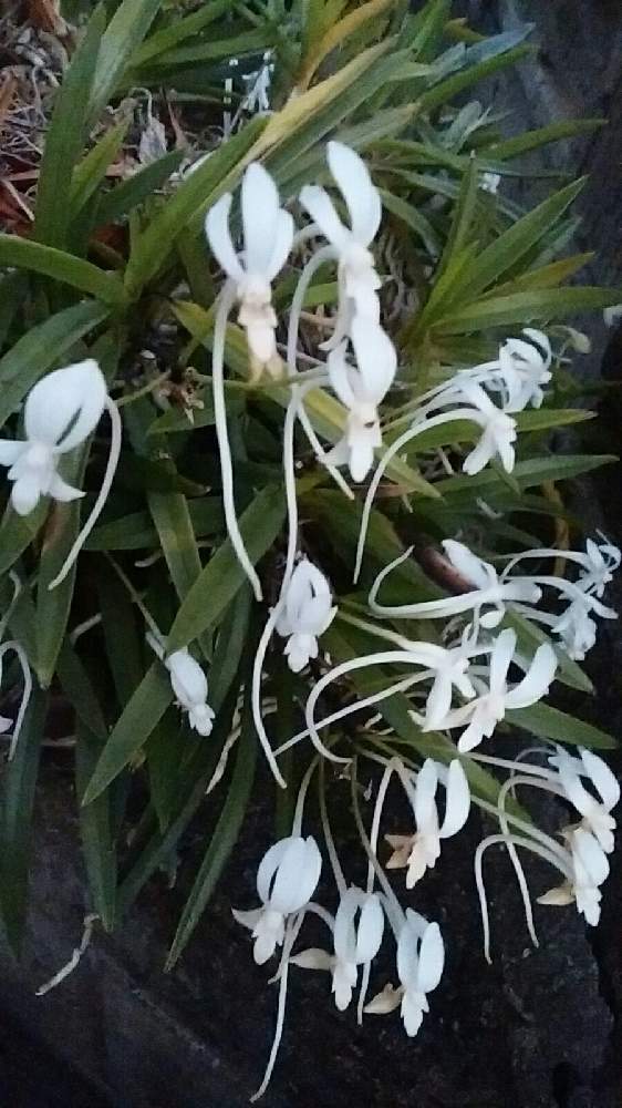 富貴蘭の投稿画像 By 福岡ひろさん 良い匂いと身近な植物達と花のある暮らしと夏の草花と季節感ある植物達と鉢植え 21月7月9日 Greensnap グリーンスナップ