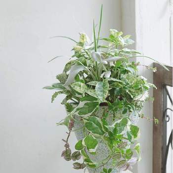 観葉ギャザリングの画像 by Kaeru no HANAYAさん | インテリアとカエルのはなやとプランツギャザリングと寄せ植えとギャザリング寄せ植えとギャザリングと観葉ギャザリングと花のある暮らし