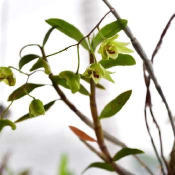 キバナノセッコクの投稿画像一覧 Greensnap グリーンスナップ