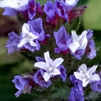 ７月の花の画像 by あさがおさん | 私の庭の花  7月とドライフラワー向きと花がいっぱいと７月の花と青い花が好きとスターチス♪