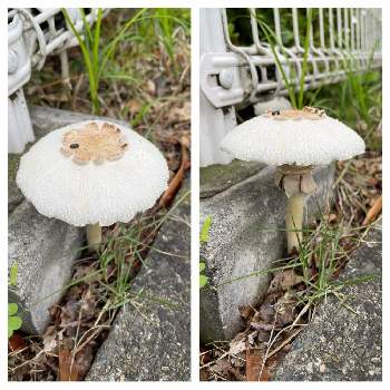 白いキノコの投稿画像一覧 Greensnap グリーンスナップ