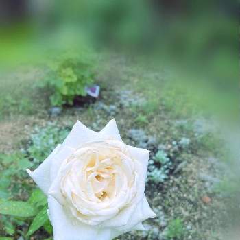 ビブラマリエの画像 by PRoseさん | 広い庭と子持ち蓮華とビブラマリエとチェリーボニカとディコンドラ シルバーフォールズと薔薇♡とプチガーデニングと薔薇愛同盟とマイガーデンとおうち園芸と2021 GSでバラ園と花のある暮らしと薔薇のある人生
