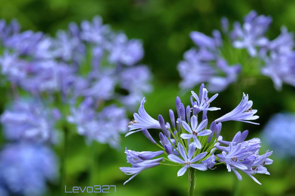 アガパンサスの投稿画像 by Levo327さん｜大磯城山公園と紫色の花と紫 