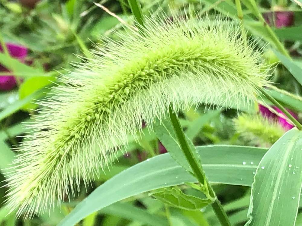 エノコロ草 猫じゃらしの投稿画像 By クローバーさん 歩道の花壇と泉佐野市 21月7月10日 Greensnap グリーンスナップ