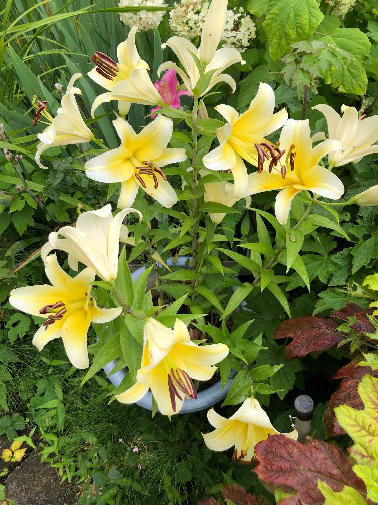 ユリの投稿画像 By ちゃこさん 広い庭と鉢植えと黄色の花と鉢植えと黄色の花 21月7月10日 Greensnap グリーンスナップ Greensnap グリーンスナップ