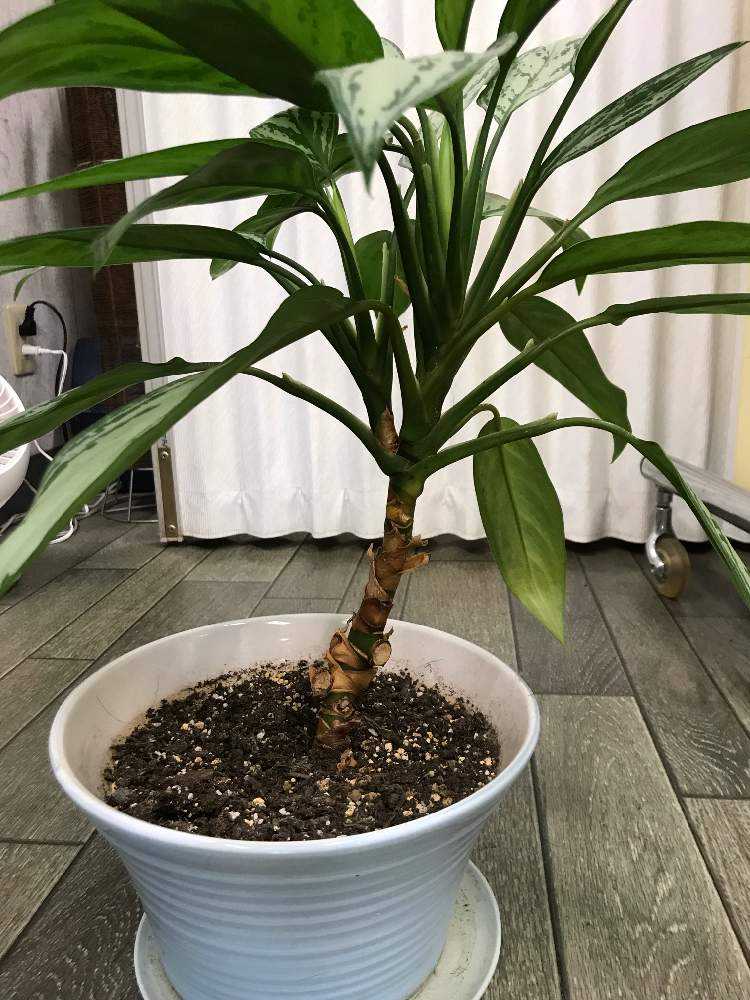 アグラオネマ仕立て直し｜🍀GreenSnap（グリーンスナップ）