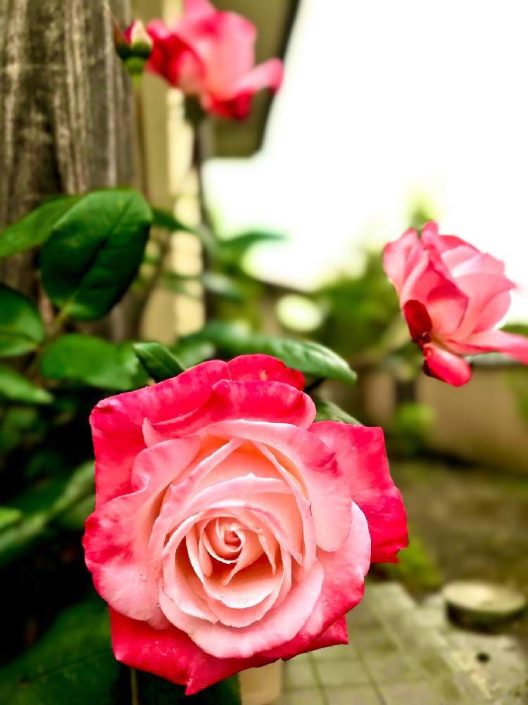 花言葉の投稿画像 By Miさん 薔薇 とバラ科 21月7月10日 Greensnap グリーンスナップ