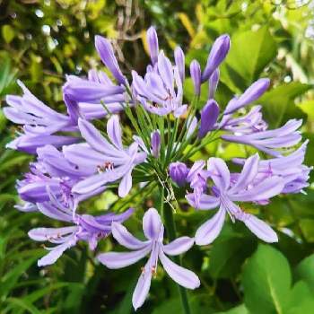 実家の母の庭の投稿画像一覧 Greensnap グリーンスナップ