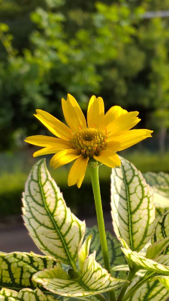 ヘリオプシス サンバーストの投稿画像 By Npaさん にわと朝のパトロールとヘリオプシス サンバーストとひめひまわり 21月7月10日 Greensnap グリーンスナップ