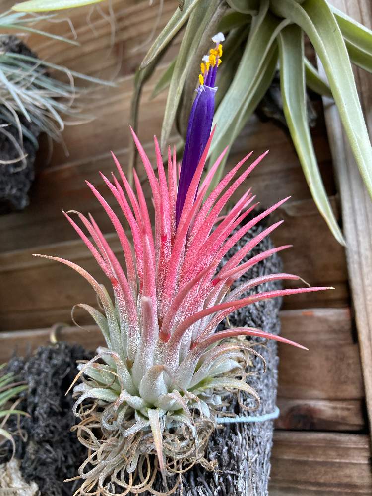 チランジアの投稿画像 By ひーこさん イオナンタとチランジア イオナンタ 21月7月10日 Greensnap グリーンスナップ